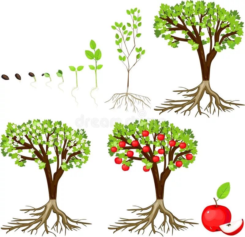 Какое деревце будет расти быстрее и развиваться. Жизненный цикл яблони. Этапы роста дерева. Этапы роста яблони. Этапы роста фруктового дерева.