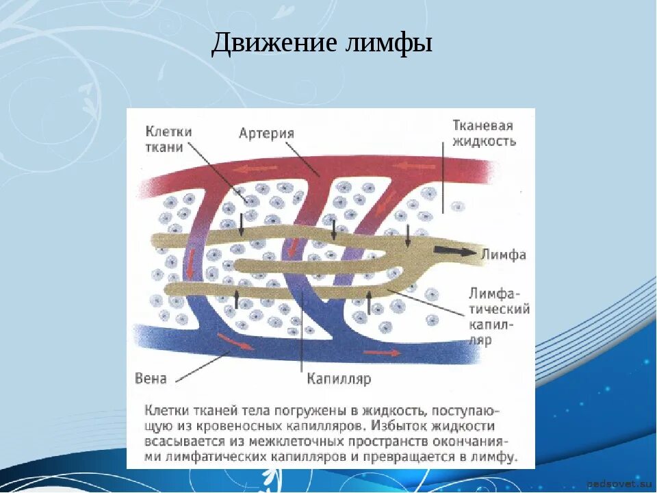 Движение лимфатических сосудов. Схема движения лимфы 8 класс биология. Движение лимфы схема 8 класс. Движение лимфы в организме человека схема 8 класс. Схема движения лимфы по сосудам.