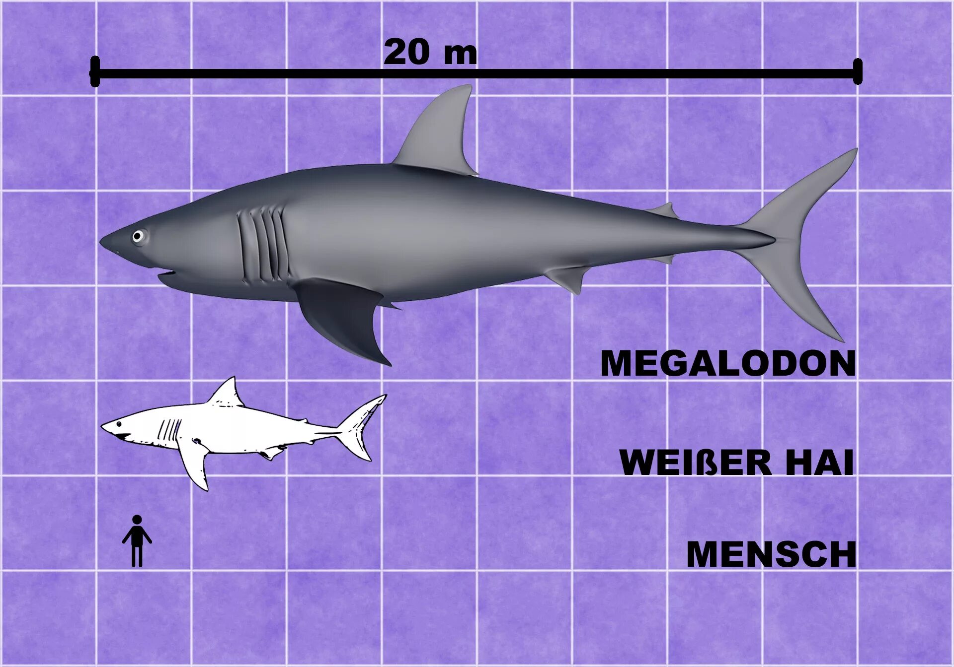 Какой длины акула. Отодус МЕГАЛОДОН. Акула МЕГАЛОДОН. Акула по сравнению с человеком. МЕГАЛОДОН Размеры.