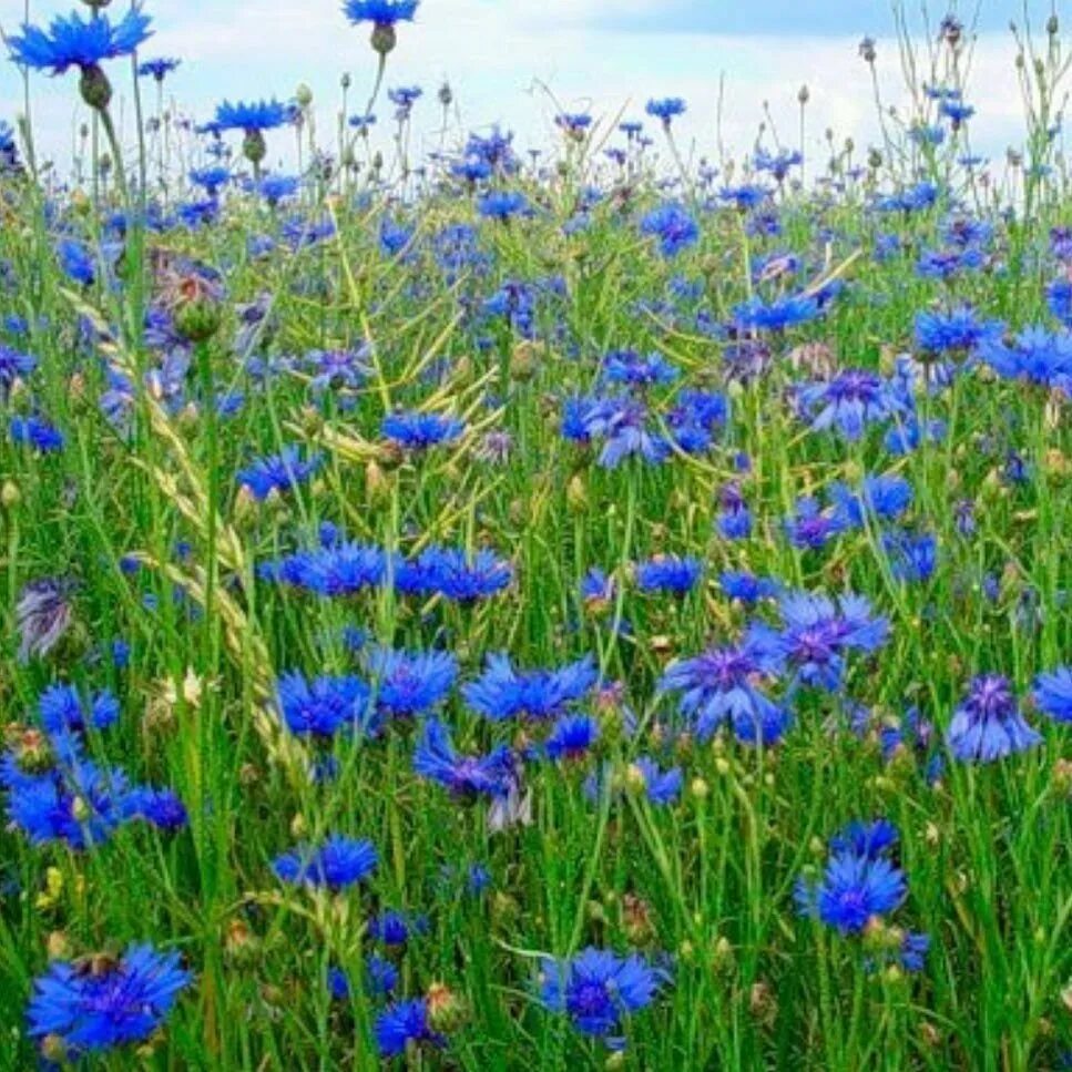 Василек синий Корнфловер. Василек синий (Centaurea cyanus). Василек синий (Centauréa cyánus). Василек синий ГФ.