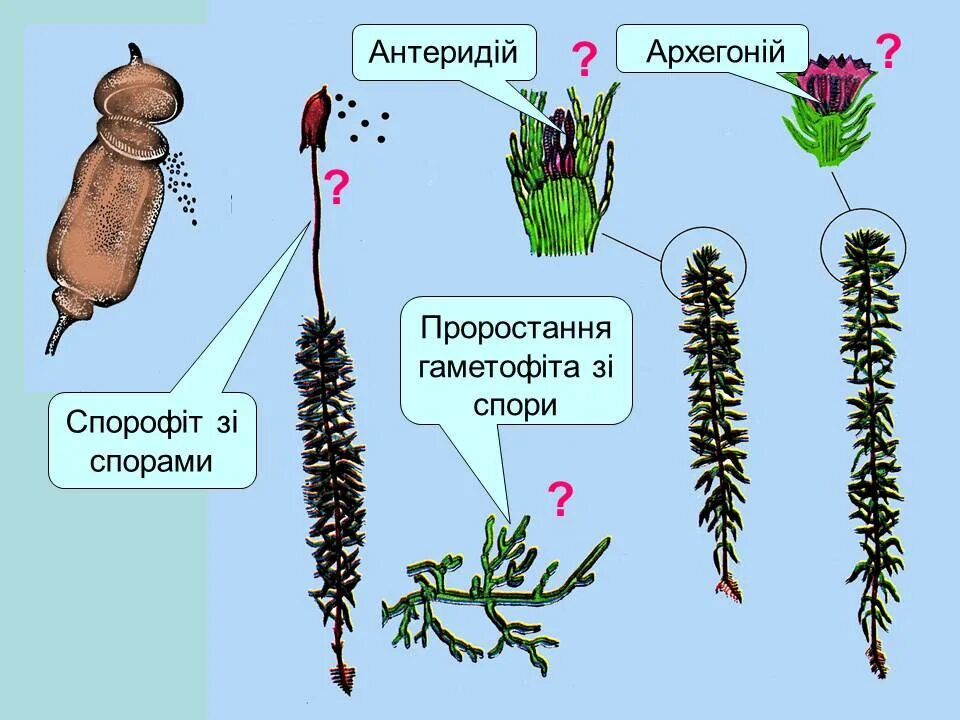 Спорофит мха кукушкин лен. Кукушкин лен архегоний схема. Архегоний мха. Спорофіт. Антеридии и архегонии мха.