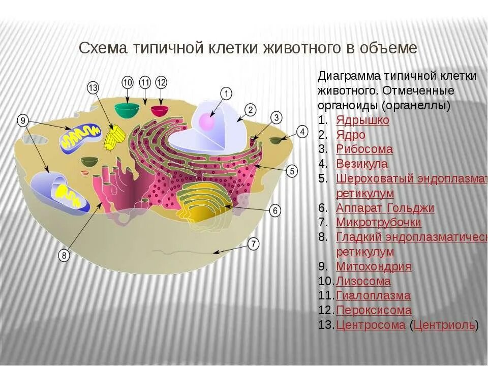 Органелла образующая внутреннюю среду клетки. Органоиды клетки. Органоиды животной клетки. Название органеллы образующей внутреннюю среду клетки. Внутренняя среда клеток органоид