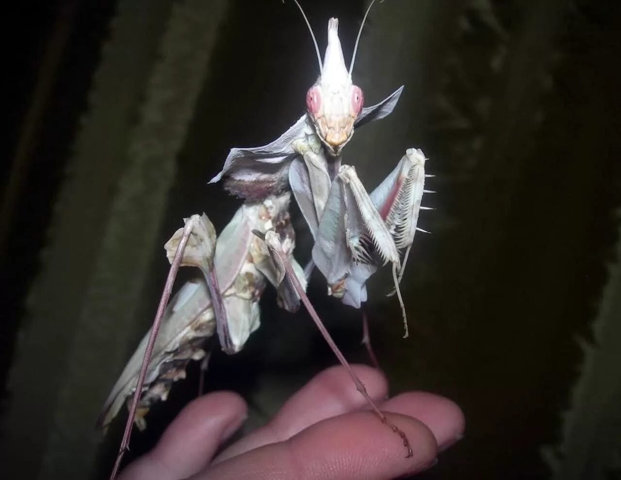 Богомол чертов цветок idolomantis diabolica. Богомол «дьявольский цветок» (devil’s flower mantis). Богомол чертов цветок. Богомол цветок дьявола. Богомол дьявольский цветок.