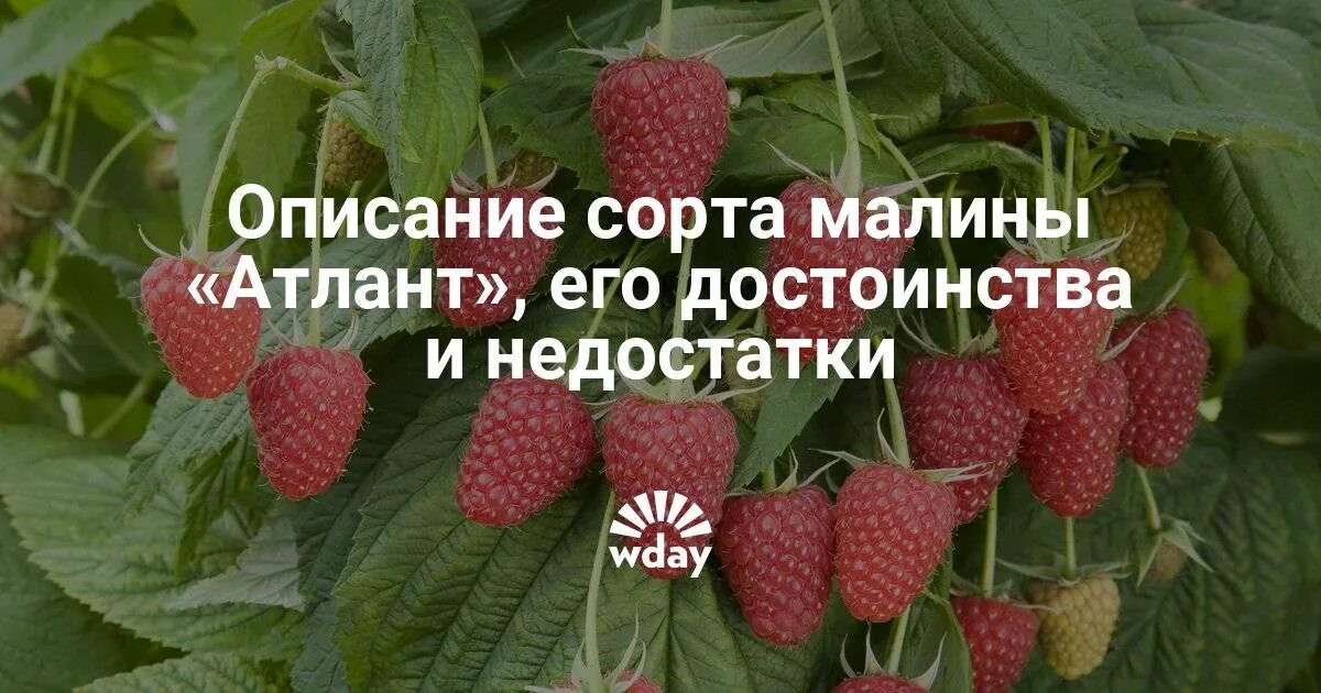 Малина сорт атлант. Малина ремонтантные сорта Атлант. Сорт малины Метеор. Малина Атлант описание сорта.