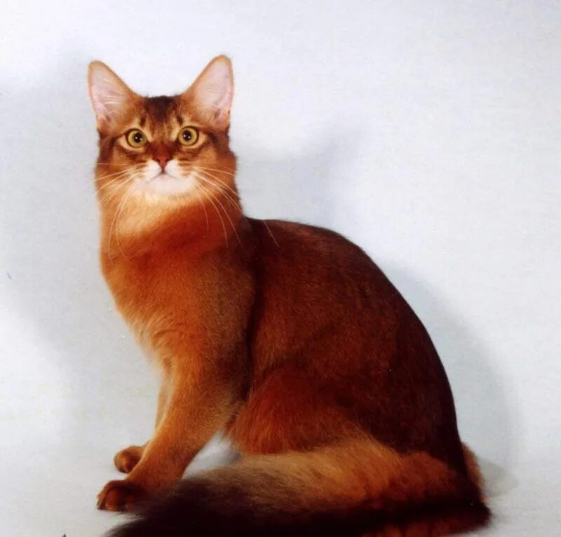 Порода кошек с рыжей шерстью. Абиссинская кошка фавн. Сомалийская кошка. Абиссинская и Сомалийская кошка. Абиссинская кошка Сомали.
