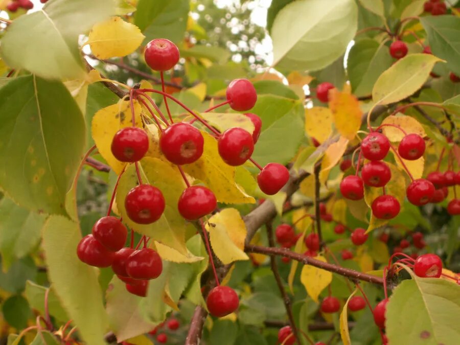 Саженцы liubimyi sad ru. Яблоня Сибирская Malus baccata. Яблоня Ягодная Malus baccata. Яблоня Ягодная, Сибирская, Ранетка(Malus baccata). Malus baccata яблоня Ягодная Сибирская.