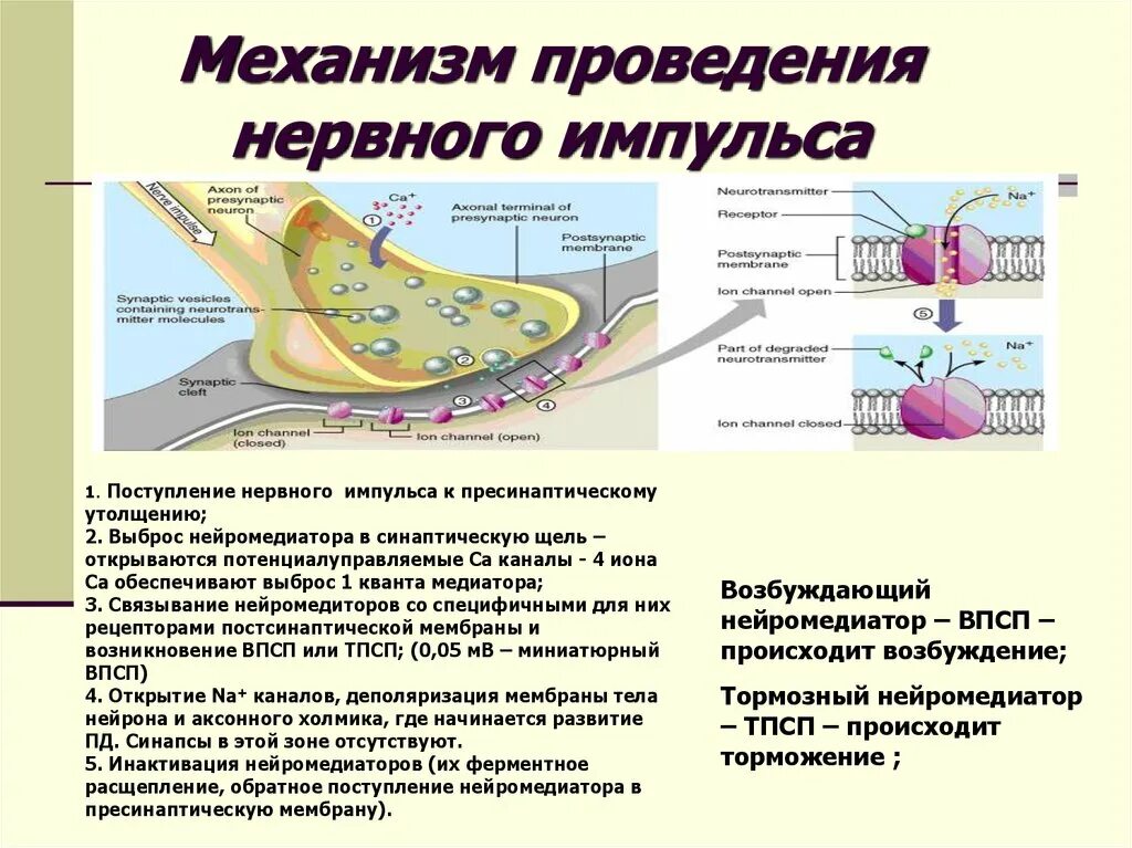 Проведение нервного импульса уровень организации. Механизм возникновения нервного импульса и проведения. Механизм формирования нервного импульса. Механизм проведения импульса.