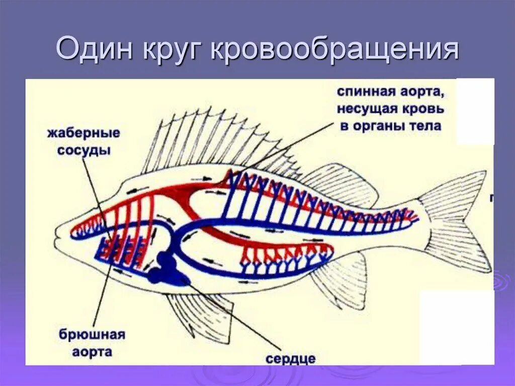 Из скольких камер состоит сердце рыбы. Круг кровообращения у рыб. Кровеносная система рыб круги кровообращения. Кровеносная система позвоночных рыб. У рыб 1 круг кровообращения.