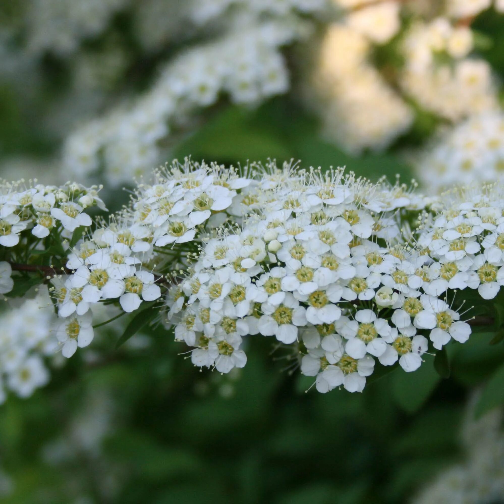 Спирея ниппонская фото. Спирея ниппонская. Спирея ниппонская Spiraea nipponica. Спирея Джун Брайд. Спирея ниппонская Джун Брайд.