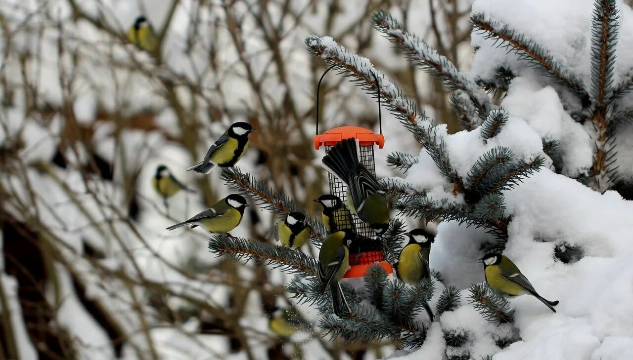 Птицы зимой песни. Кормушка для птиц. Птицы зимой. Птицы зимой в лесу. Птицы в парке зимой.