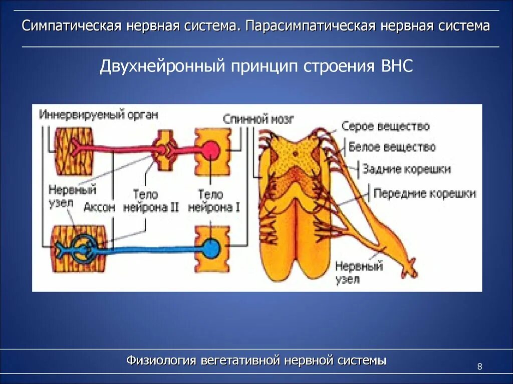 Работа симпатического нерва. Симпатическая нервная система. Симпатическая и парасимпатическая система. Парасимпатическая нервная система. Симпатрическаянервная система.