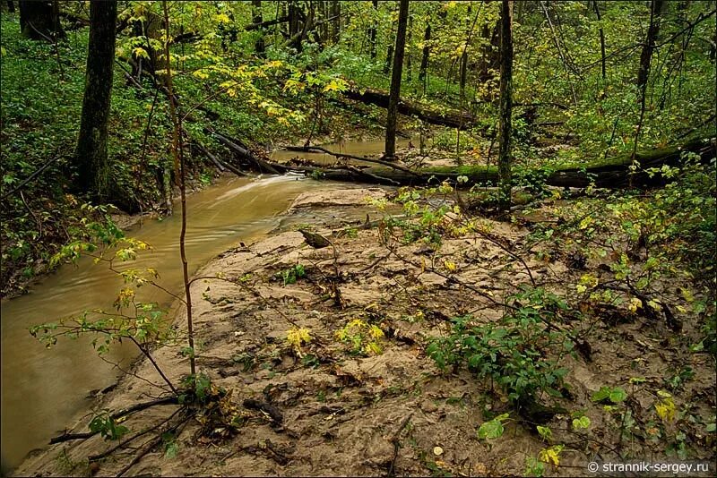 Костенки воронеж природа. Гнездо ласточки береговушки. Лесной овраг дуб. Костенки овраги. Логачевские овраги тоцкий район.