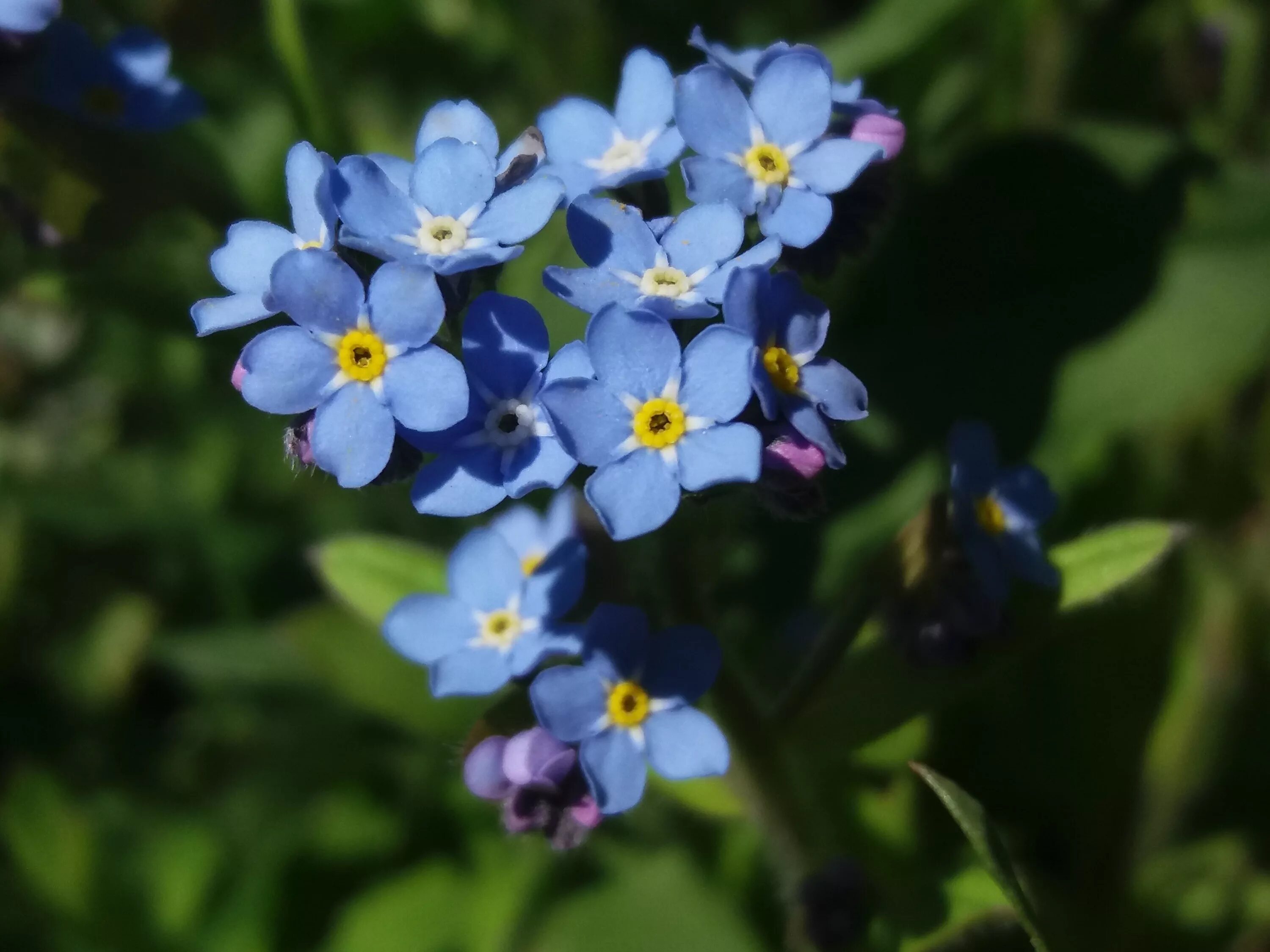 Незабудка Альпийская (Myosotis alpestris). Незабудка Myosotis, Незабудка Альпийская.