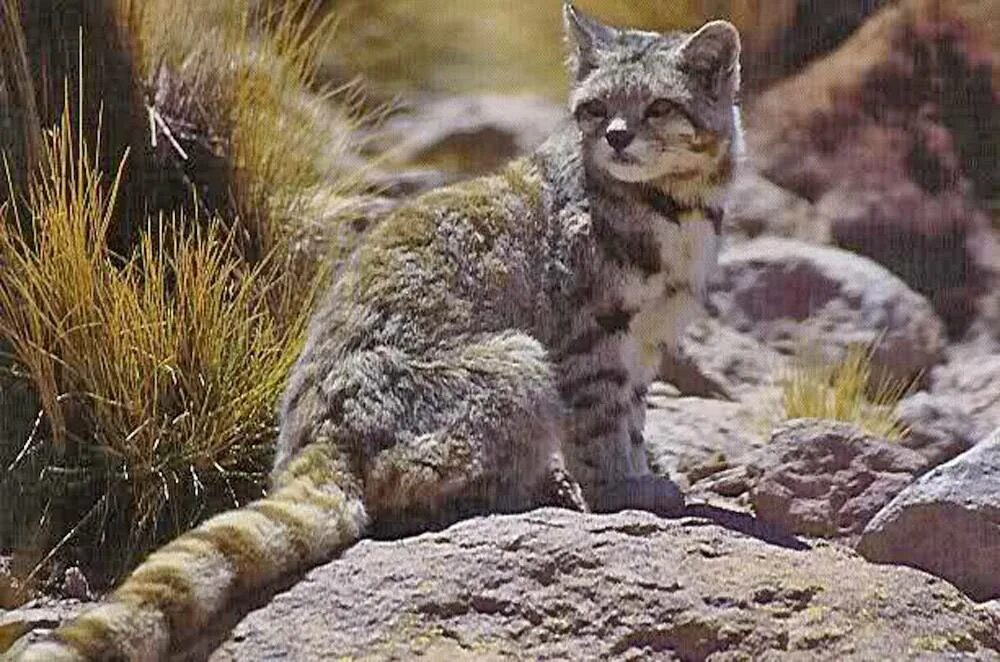Высокогорная андская кошка. Андская Дикая кошка. Leopardus Jacobitus