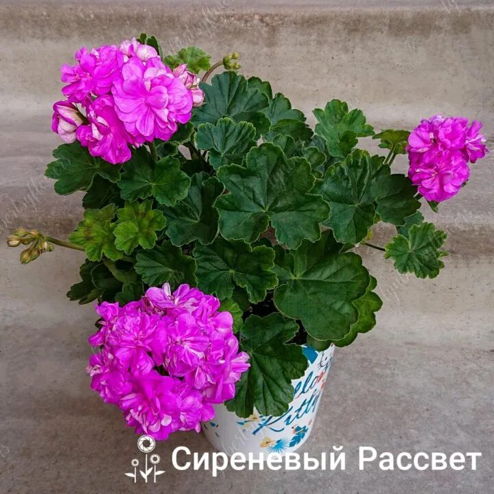 Ю грушенька