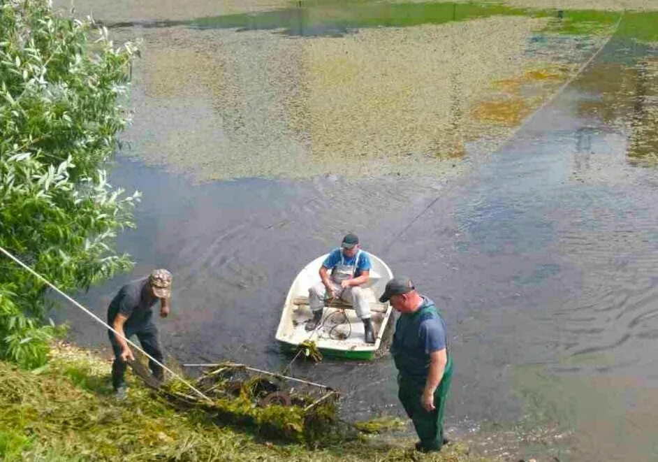 Как избавиться от водорослей в пруду. Как избавиться от водорослей в пруду