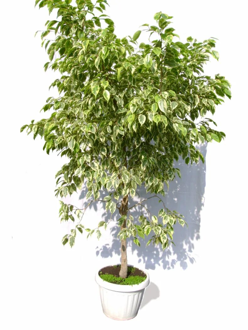 Как выглядит фикус бенджамина. Фикус бкнджамина даниель. Цветок фикус бенджамина наташа. Фикус бенджамина крупномер. Как выглядит фикус бенджамина.