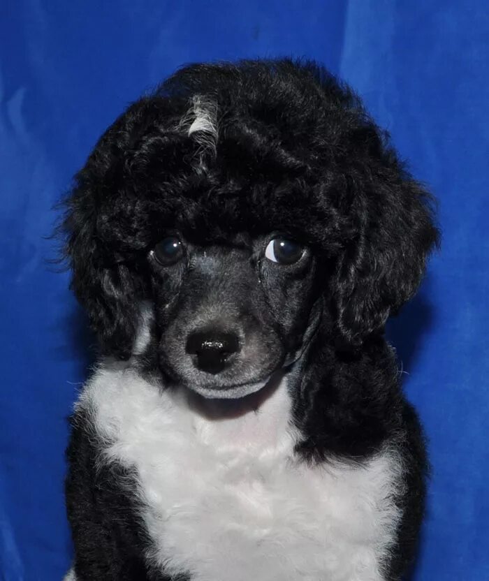 королевский пудель персиковый. мальтийский пудель. порода пудель. пудель 1. королевский пудель серый.