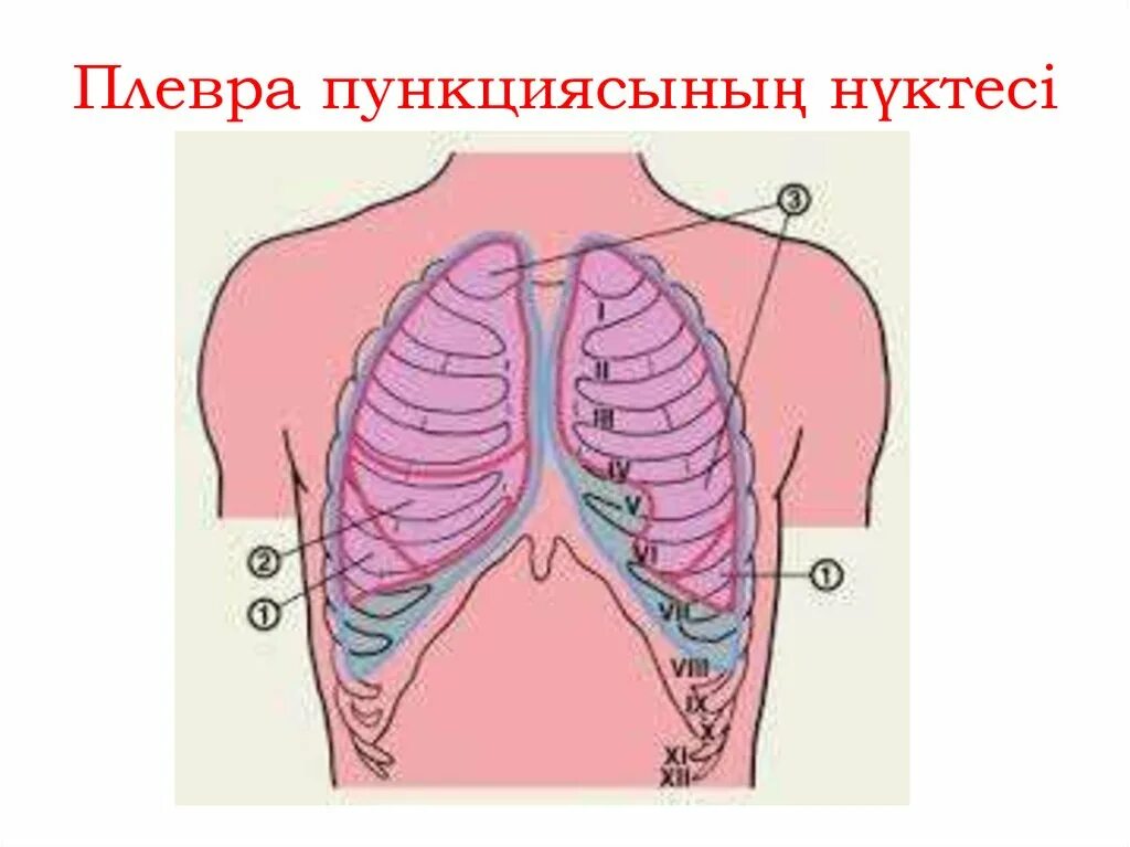 Проекция границ легких. Топография плевры. Топогроафия плевррывдж. Проекция границ легких и плевры на грудную клетку.