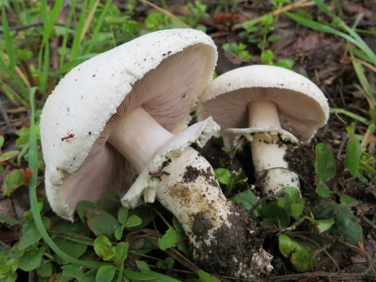 Шампиньон относится к съедобным. Шампиньон полевой Agaricus arvensis. Agaricus arvensis Schaeff. — Шампиньон полевой. Шампиньон Лесной (Agaricus sylvaticus). Шампиньон Луговой Agaricus Campestris.