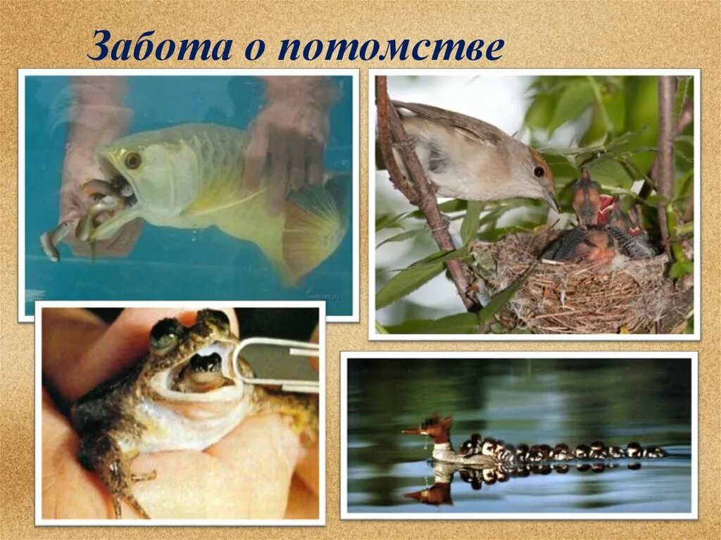 Какие заботятся о потомстве. Забота о потомстве. Забота о потомс. Косвенная забота о потомстве это. Приспособление забота о потомстве.