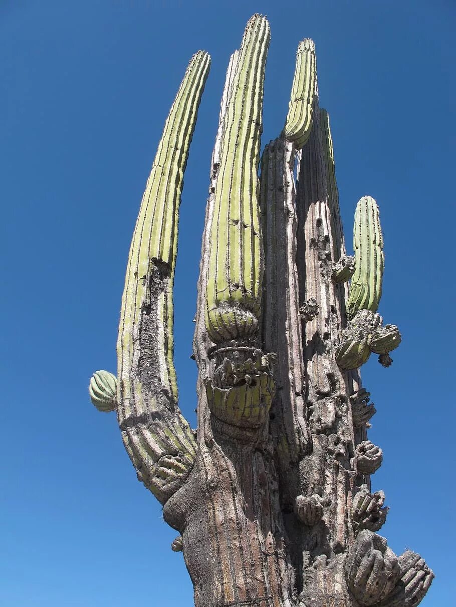 Mexican cactus. Опунция в Мексике. Мексика кактусы. Мексика пустыня кактусы. Мексика Кактус лари.