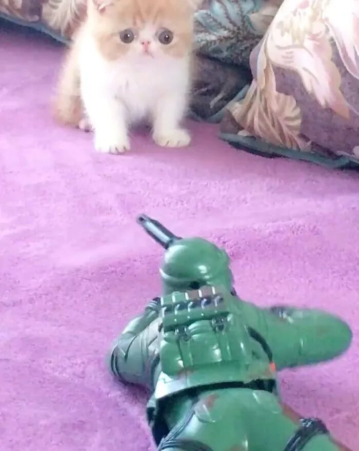 Котик солдатик. Котята и солдатики. Кот солдатист. Мемы про игрушечных солдатиков.