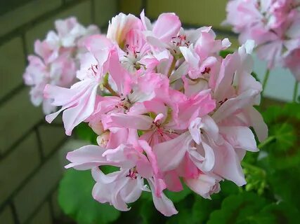 Уланова пеларгония