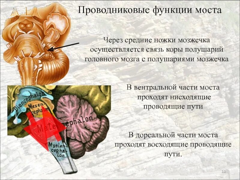 Функции моста и среднего мозга. Варолиев мост проводниковая функция. Проводниковая функция варолиева моста. Головной мозг варолиев мост. Функции варолиева моста мозга.