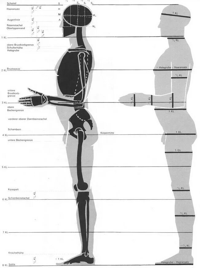 8 частей человека. Пропорции тела человека Баммес. Пропорции человека Баммес мужчина. Пропорции человека Баммес Готфрид. Пропорции человека анатомия Баммес.