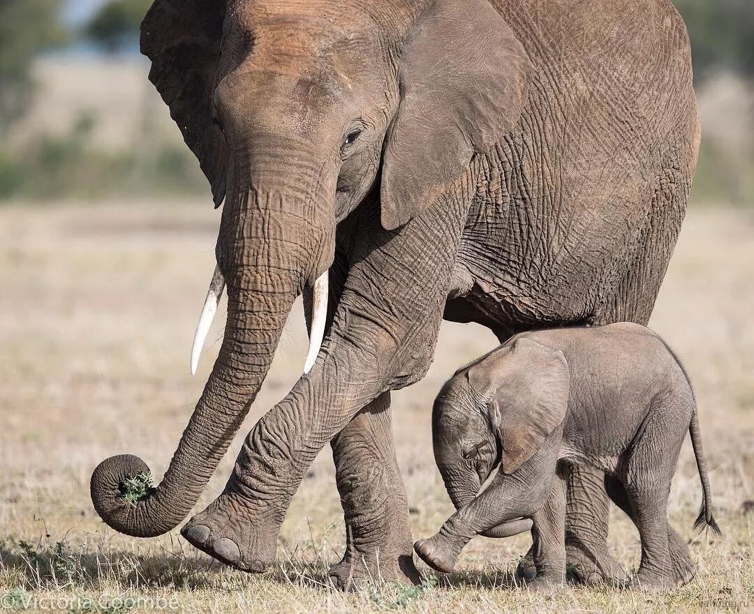 Парацератерий и индрикотерий. Слон хоботные. Африканский саванный слон гиганты. Гигантский носорог индрикотерий. Верблюд/слон.