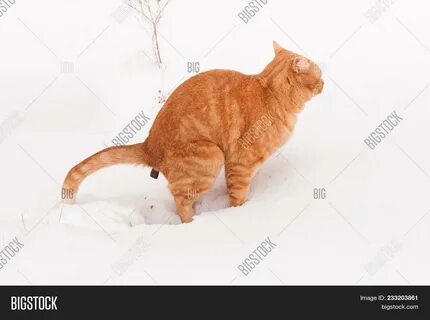 Download high-quality Ginger tabby cat defecating deep snow winter images