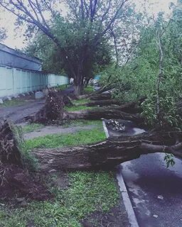 Ураган 1998 года в москве фото