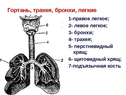 Трахея и легкие человека