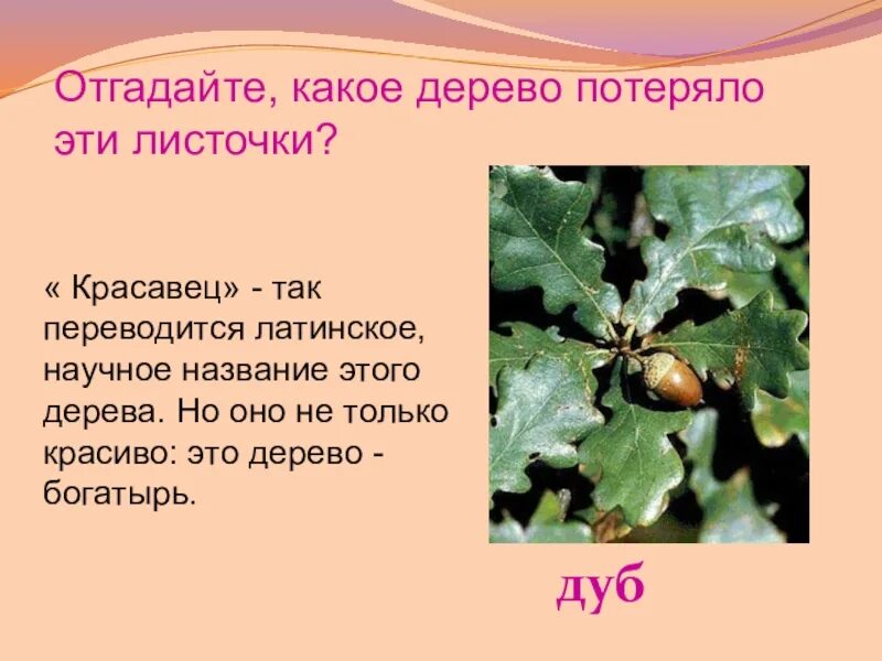 Названия научных деревьев. Научные названия. план книги &quot;какое дерево важнее&quot;. как переводится дуб с латинского.
