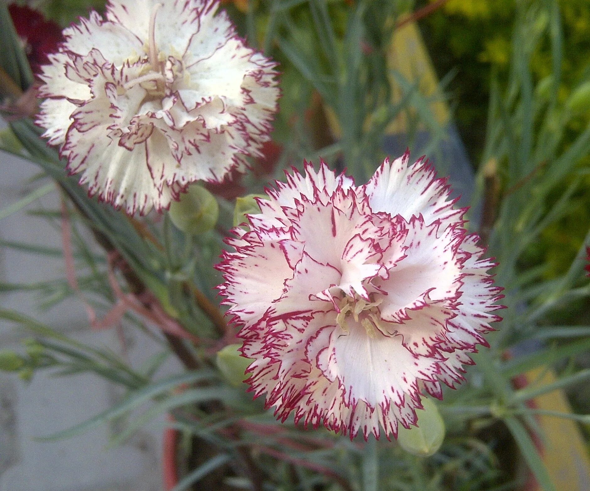 Гвоздика ли. Гвоздика Шабо Пикоти. Садовая гвоздика (Dianthus caryophyllus). Гвоздика голландская Шабо. Гвоздика Садовая Баэнигна.