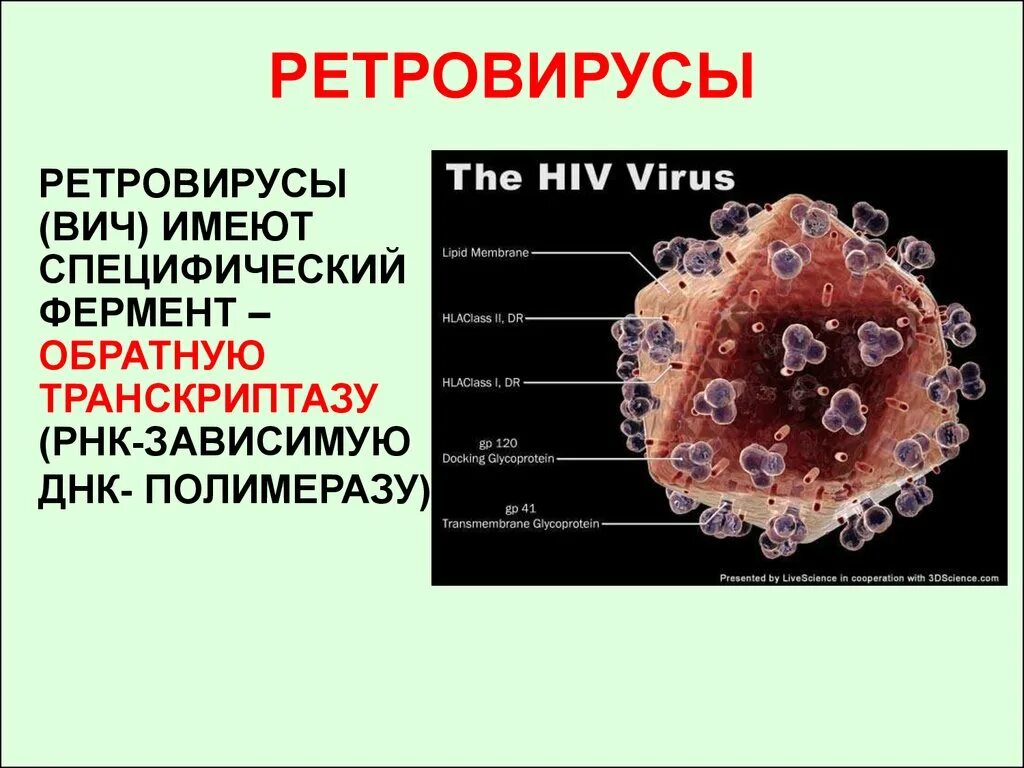 Вирус спида название. Ретровирусы антигенная структура. Ретровирус строение вируса. Вирусы семейства Retroviridae. Ретровирусы ВИЧ.