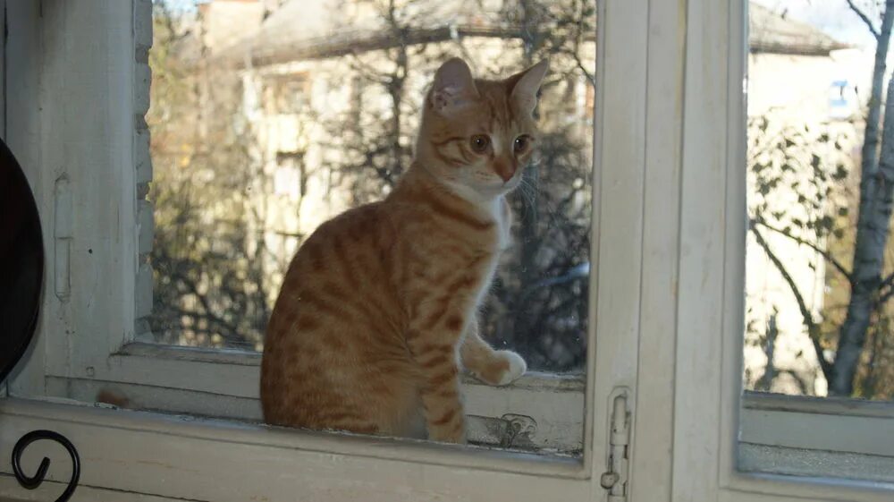 Кот на окне живопись. Кошка за окошком песня. Стих про кошку. Кошка за окошком песня. Серенькая кошечка села на окошечко текст.