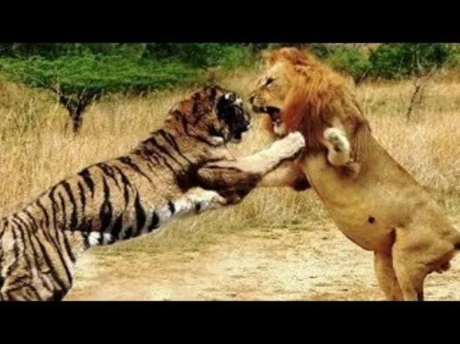 Видео тигров видео видео тигров против. Лев против тигра реальные битвы. Лев против тигра схватка. Тигрица против Льва.
