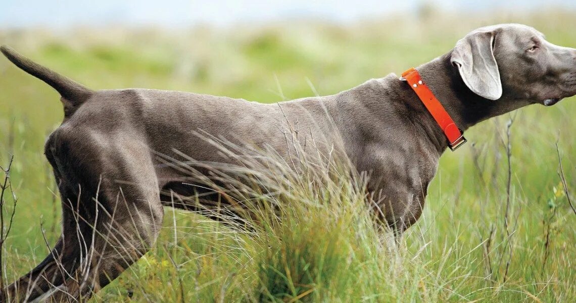 Немецкая короткошерстная легавая курцхаар. Rövidszörü magyar vizsla собака. Короткошерстная легавая 8 букв. Немецкая короткошерстная легавая курцхаар. Серая собака с висячими ушами.