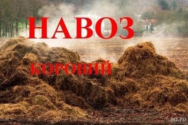 Курнул но вроде не навоз как называется. Реклама навоза. Реклама перегноя. Навоз перегной реклама. Объявление навоз перегной.