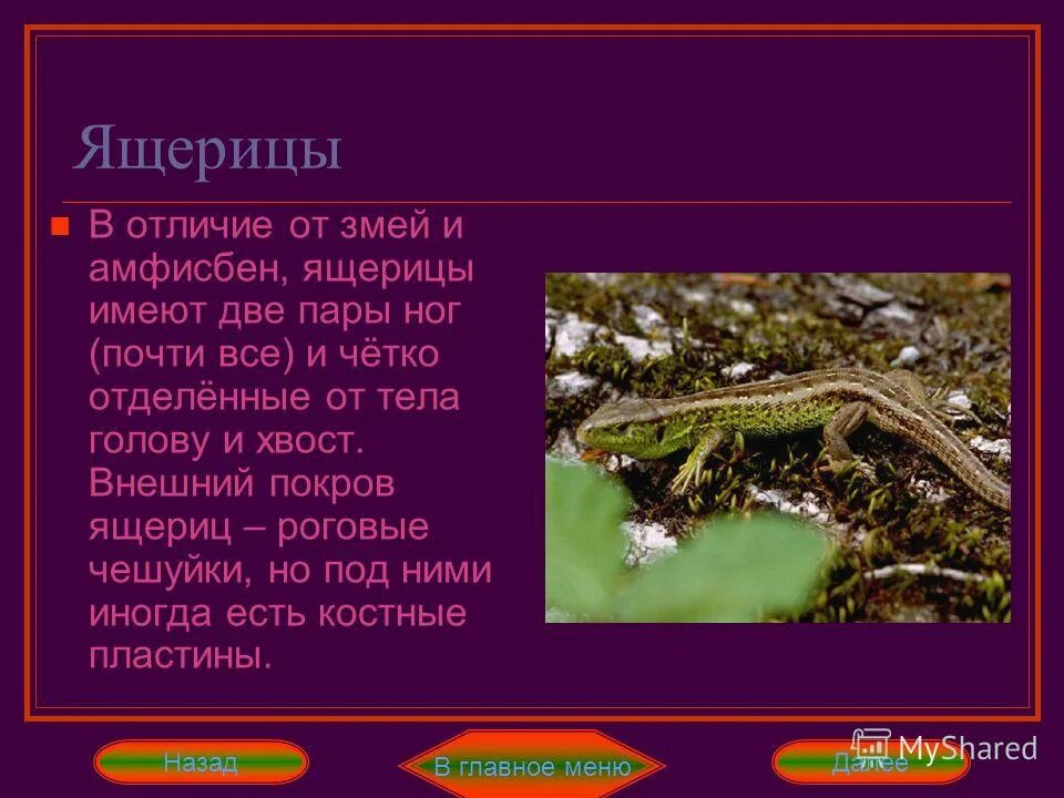 отличие змей от ящериц. безногая ящерица и змея отличия. ящерица класс и отряд. сообщение о представителях пресмыкающихся ящерица. безногая ящерица отличие от змей.