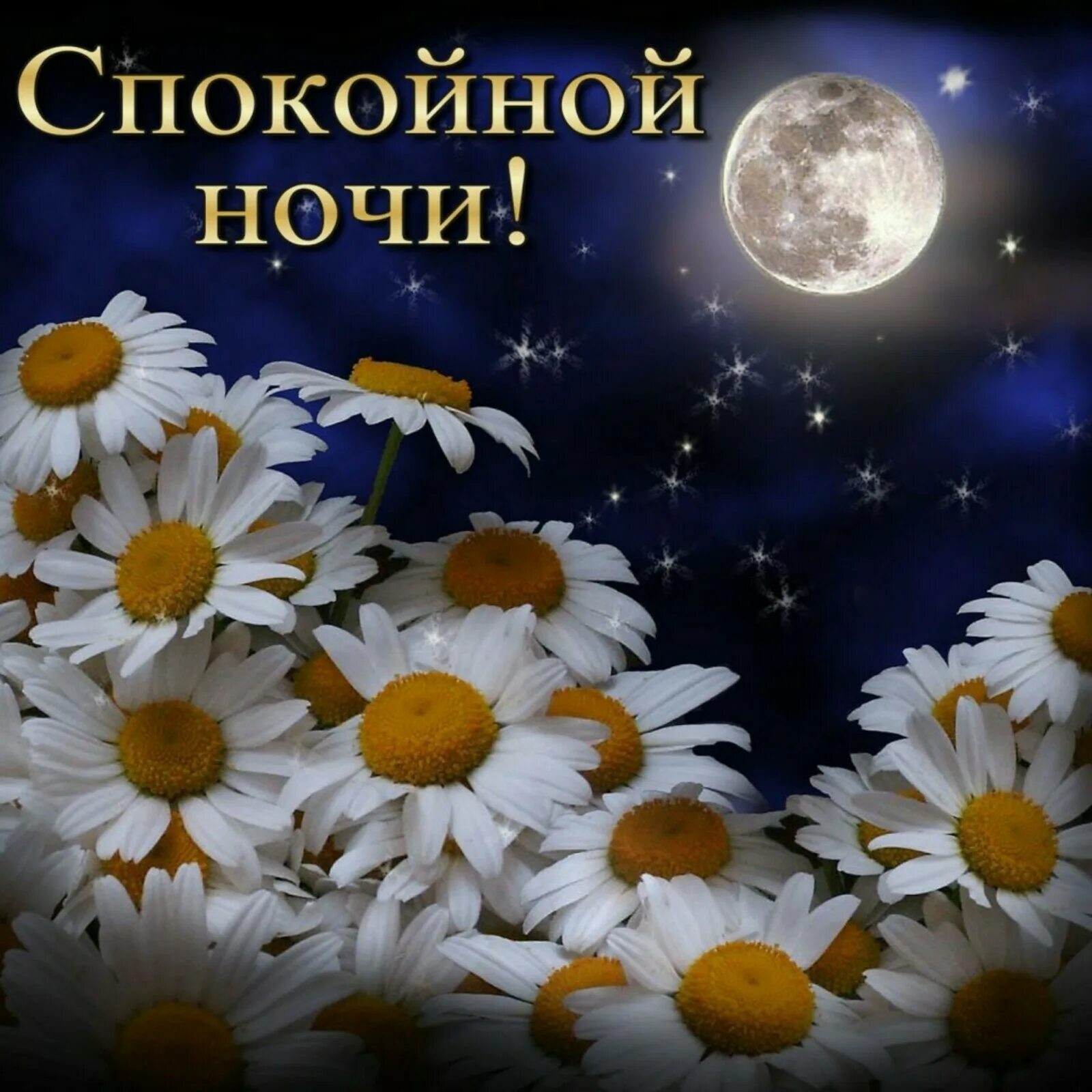 Открытки спокойной ночи с ромашками. Доброй летней июльской ночи. Спокойной летней ночи. Доброй ночи. Доброй летней ночи.
