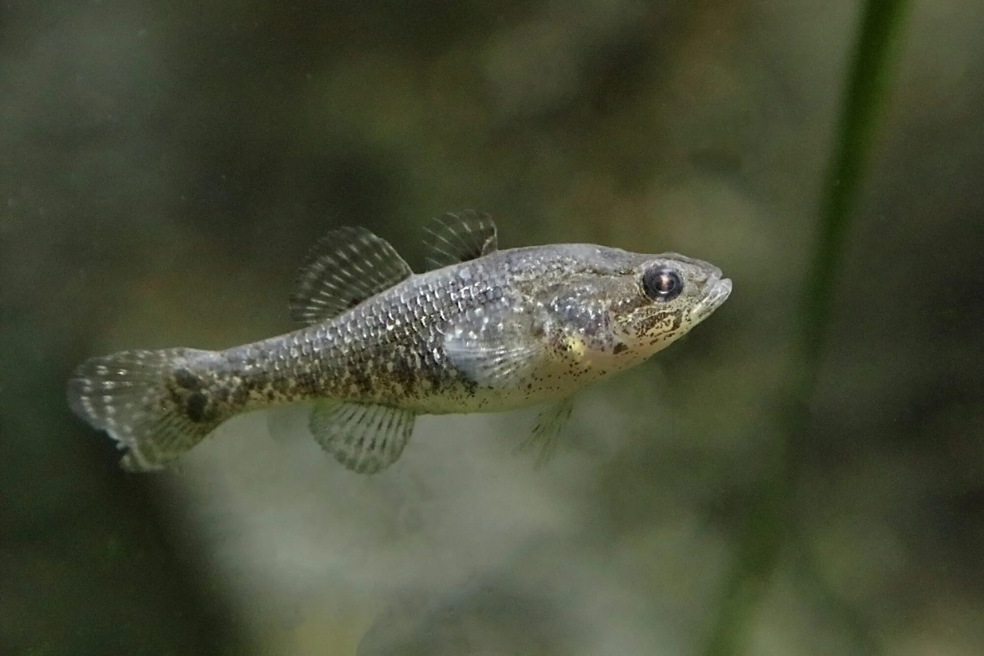 Амурский ротан-головешка. Ротан головешка рыба. Ротан головешка рыба. Ратан головешка. Ротан головешка рыба.