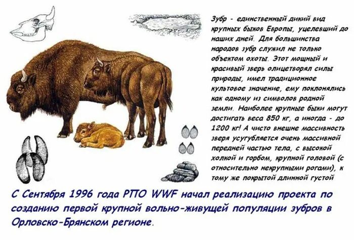 Водятся зубры. Зубр самое крупное наземное млекопитающее. Зубр живет. Где жил зубр. Где жил зубр.