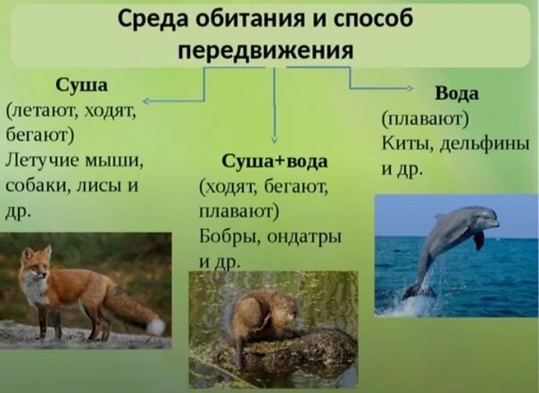 Приспособление лисы к жизни. Класс млекопитающие среда обитания. Среды жизни млекопитающих. Способы передвижения млекопитающих. Млекопитающие презентация.