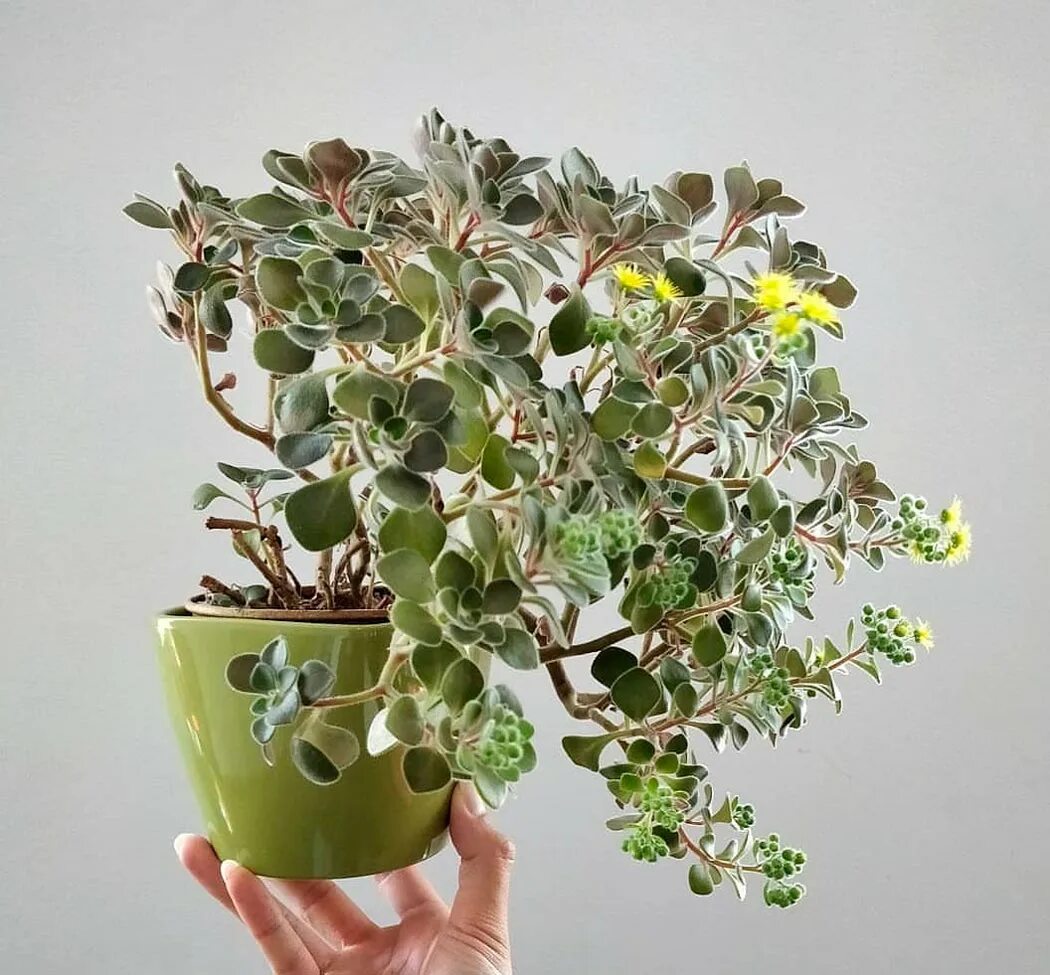 Цветок дерево счастья. Аихризон на счастье. Дерево счастья цветок комнатный. Цветок аихризон дерево счастья. Aichryson divaricatum.