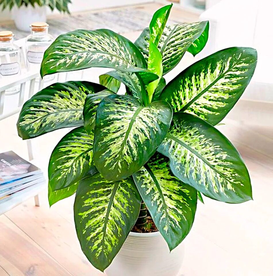 Дефинбахий растение. Диффенбахия крупнолистная. Диффенбахия цветок. Диффенбахия maculata. Диффенбахия цветок.