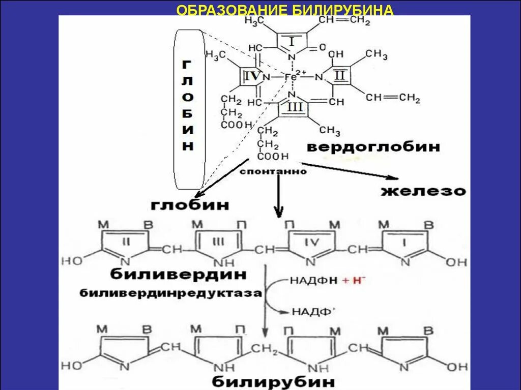 Вердоглобин и биливердин. Билирубин и биливердин. Прямой билирубин структурная формула. Вердоглобин биохимия.