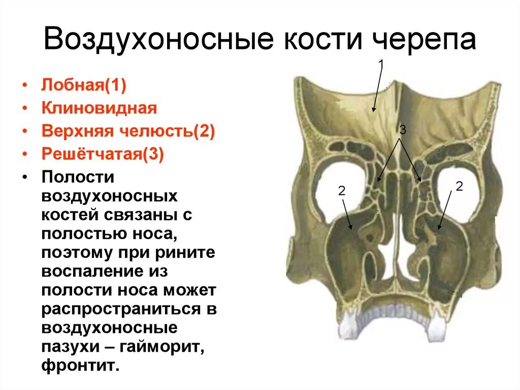 Воздухоносной костью является